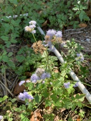 Ageratum houstonianum