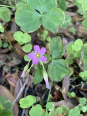 Ionoxalis
