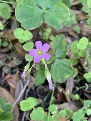 Ionoxalis