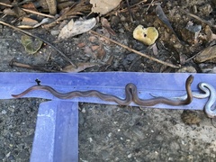 Contia tenuis