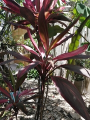 Cordyline fruticosa