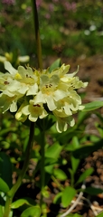 Penstemon flavescens