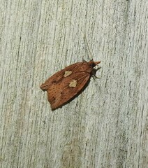 Planotortrix notophaea