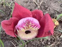 Couroupita guianensis
