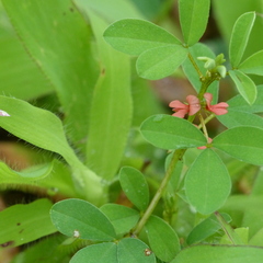 Indigofera trifoliata