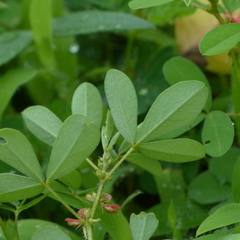 Indigofera trifoliata