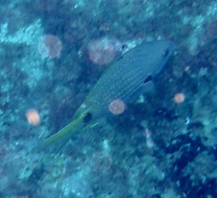 Chromis lubbocki