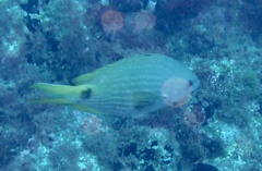 Chromis lubbocki