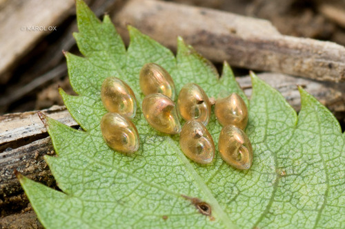 obrubnicovité (Coreidae)