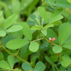 Indigofera trifoliata