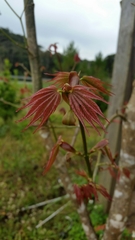 Acer campbellii