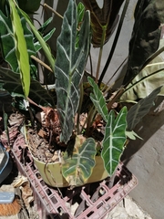 Alocasia amazonica