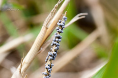 Badhamia utricularis