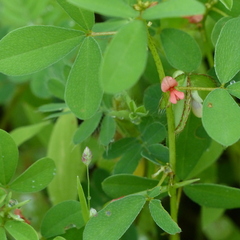 Indigofera trifoliata