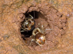 Hodotermes mossambicus