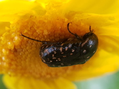 Oxythyrea noemi