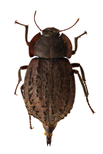 Asida oblonga