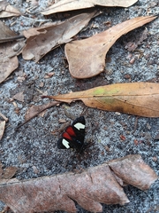 Psychomorpha epimenis