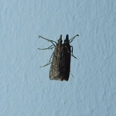 Eudonia angustea