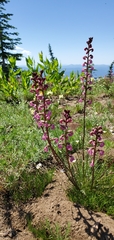 Pedicularis contorta rubicunda