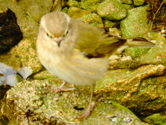 Phylloscopus