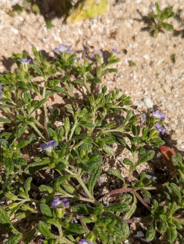 Image of Nama sandwicensis by (c) Skyler Principe, some rights reserved (CC BY)