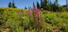 Pedicularis contorta rubicunda