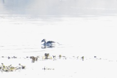 Sarkidiornis melanotos