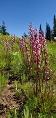 Pedicularis contorta rubicunda