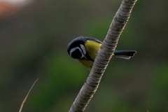 Cyanistes teneriffae