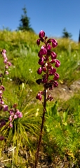 Pedicularis contorta rubicunda
