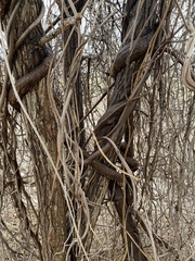 Pueraria montana
