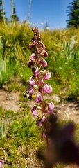 Pedicularis contorta rubicunda