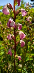 Pedicularis contorta rubicunda