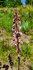 Pedicularis contorta rubicunda