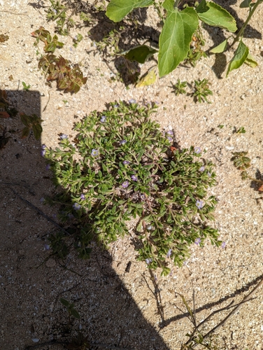 Image of Nama sandwicensis by (c) Skyler Principe, some rights reserved (CC BY)