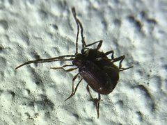 Ptinus