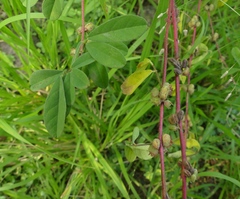 Indigofera glandulosa