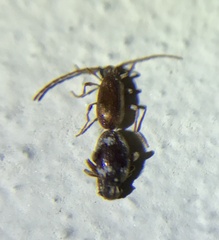 Ptinus