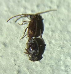 Ptinus