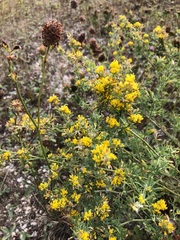 Medicago falcata