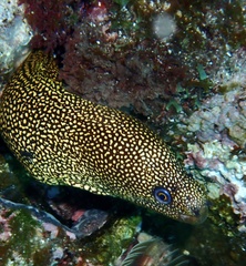 Gymnothorax miliaris