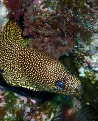 Gymnothorax miliaris