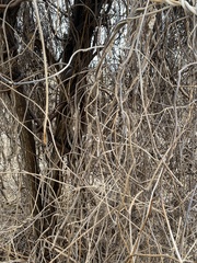 Pueraria montana