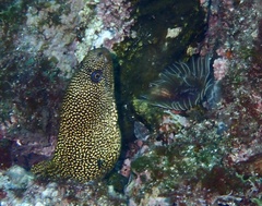 Gymnothorax miliaris