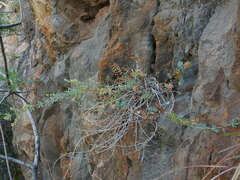 Asperula tournefortii