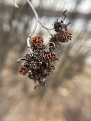 Taphrina robinsoniana