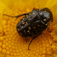 Oxythyrea noemi