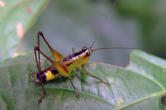 Conocephalus versicolor