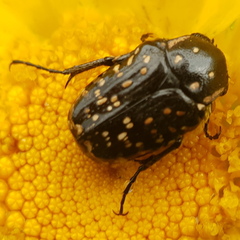 Oxythyrea noemi